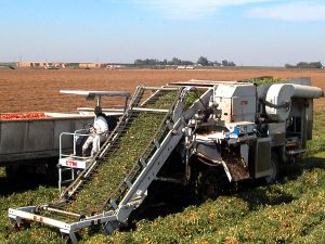 Star NTD Tomato Harvester